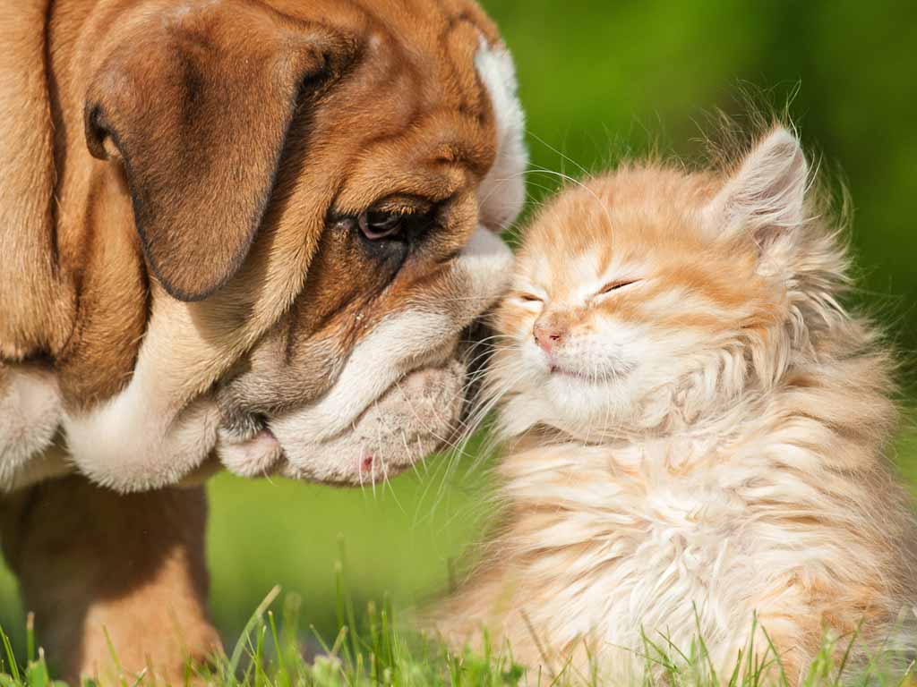 Dog and a kitten nuzzling in the grass